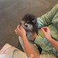 Astro - Pomeranian (Black Tan)