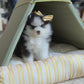 Nori - Mini Pomsky (Black & White)