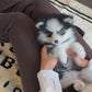 Aura - Mini Pomsky (Black & White)