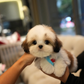 Kiko - Mini Shih Tzu (Brown & White)