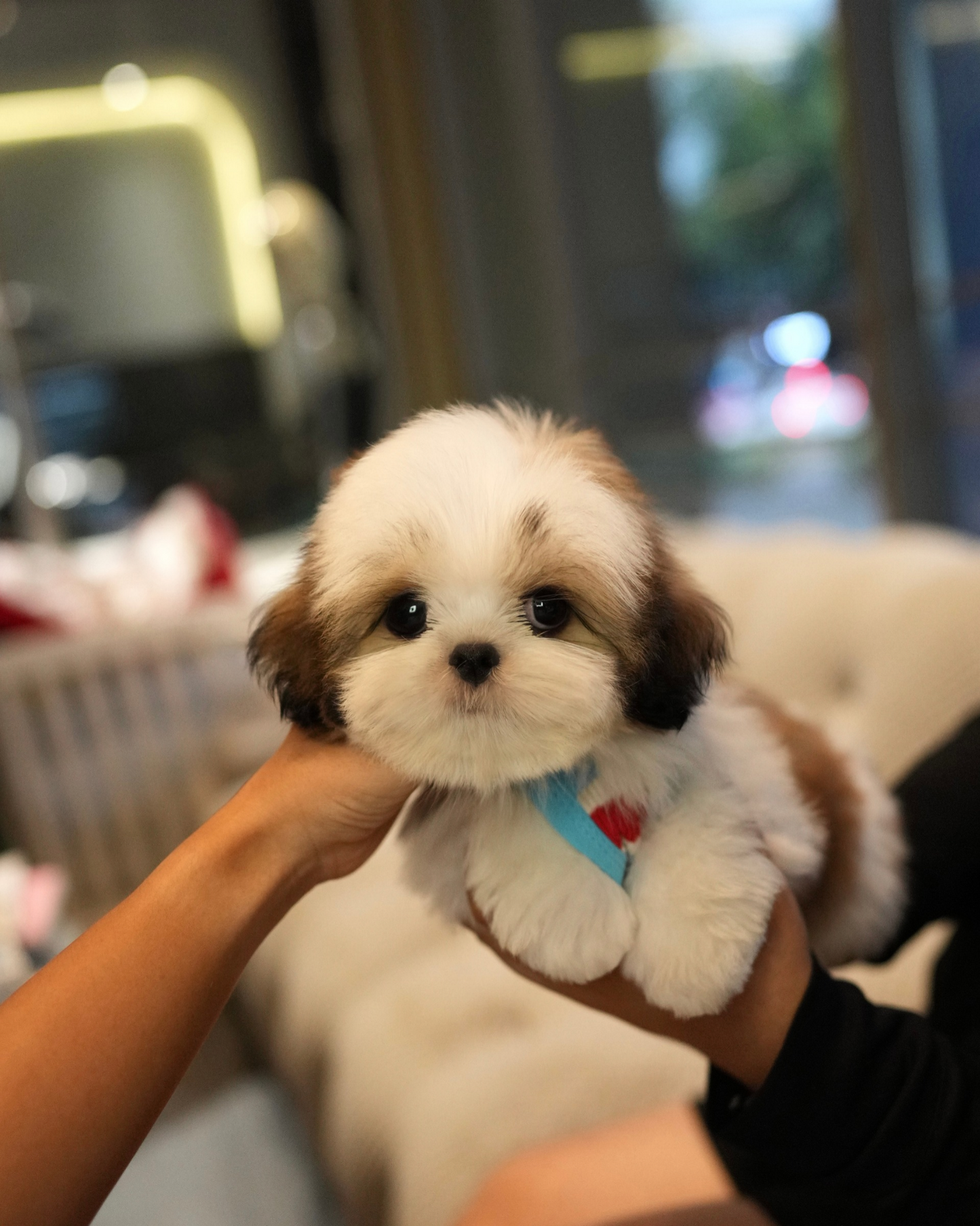 Kiko - Mini Shih Tzu (Brown & White)