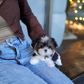 Gan-gan - Biewer Terrier (Tricolor)