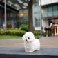 Nehlee - Mini Bichon (White)