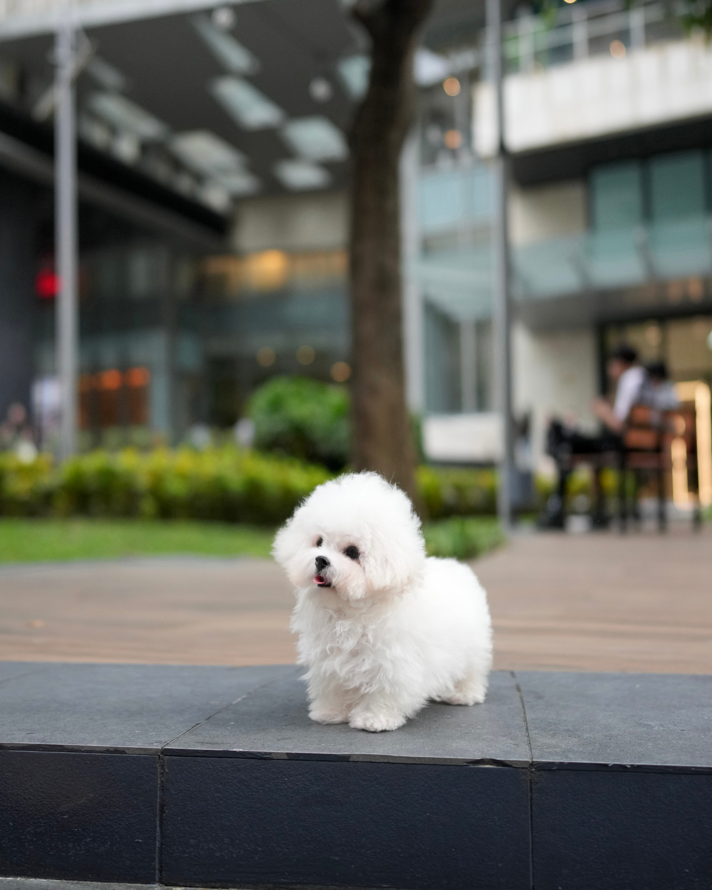 Nehlee - Mini Bichon (White)