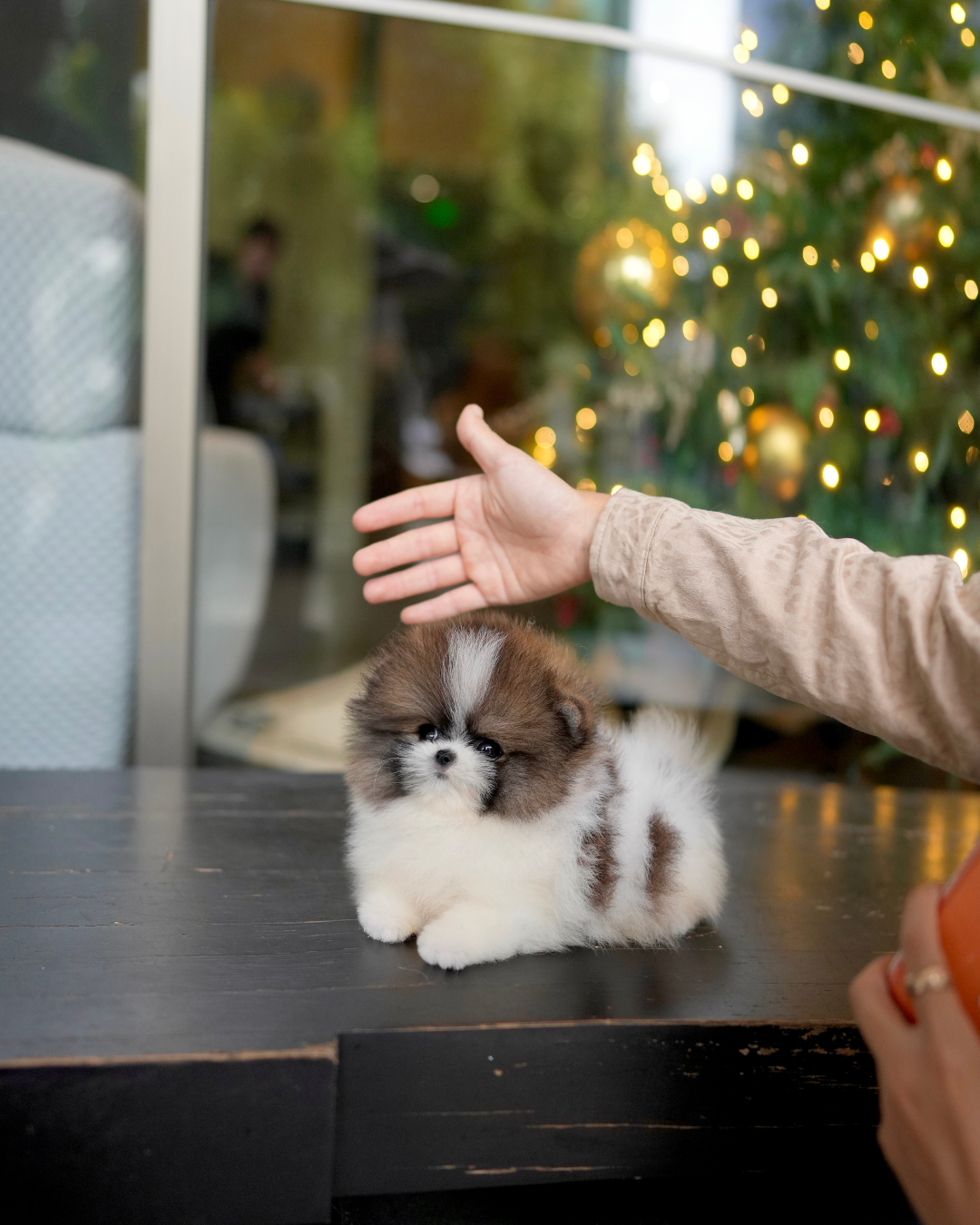 Camila - Pomeranian (Parti)