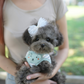 Luna - Tiny Poodle (Silver)