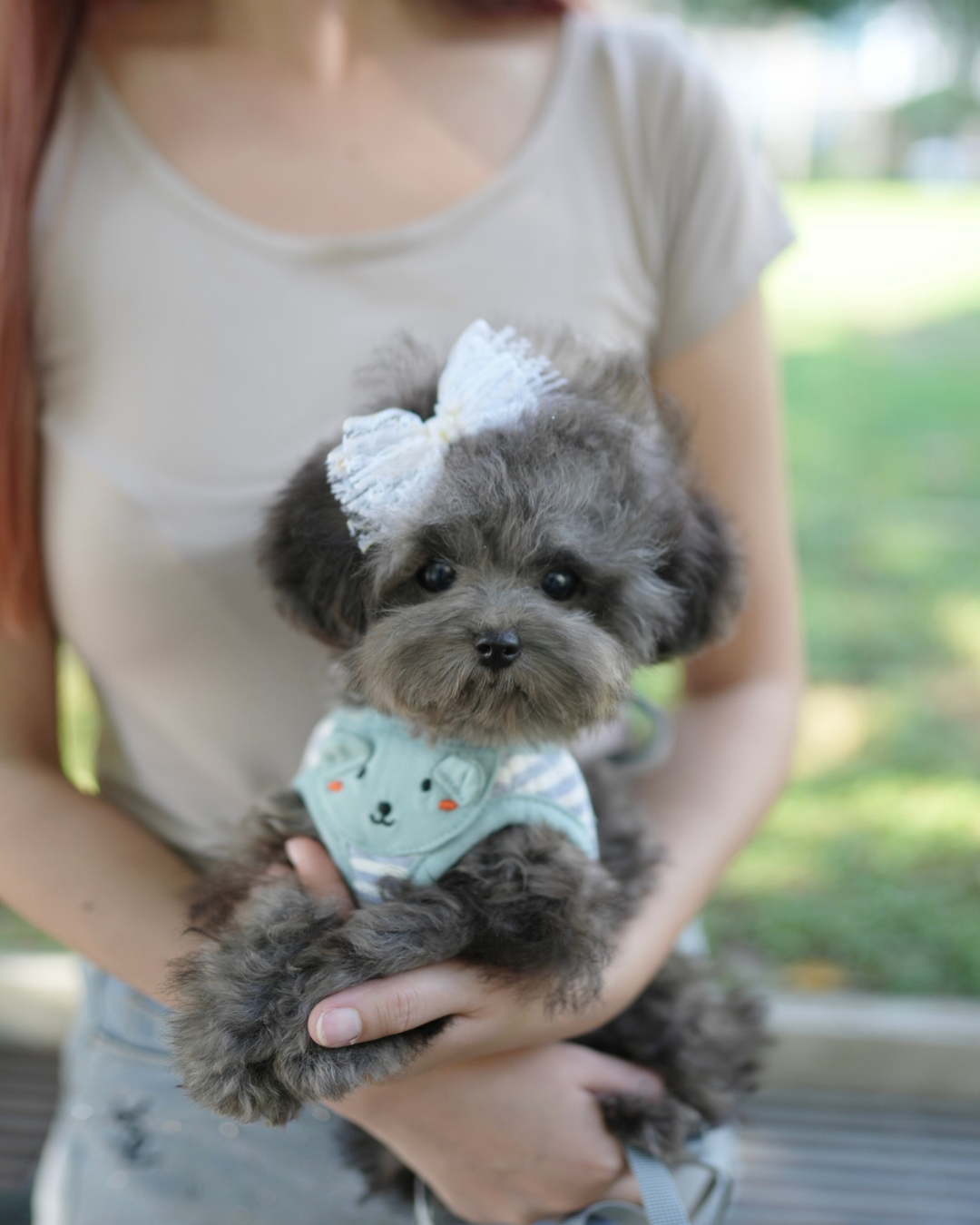 Luna - Tiny Poodle (Silver)
